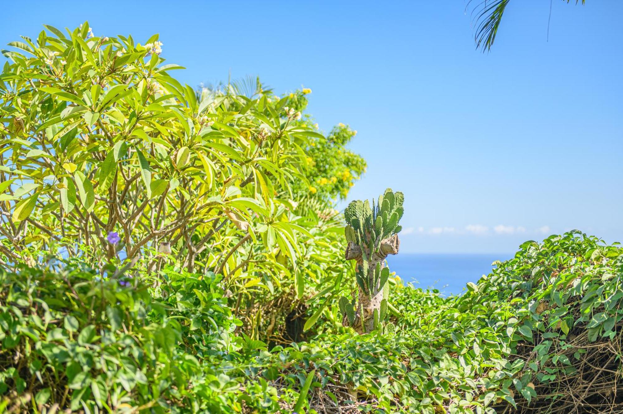 Le Jardin Des Tuit Tuit * Vue Mer * Cozy Saint-Leu Εξωτερικό φωτογραφία